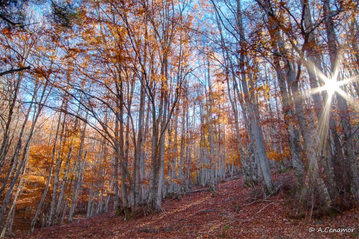 Hayas Tejera Negra II