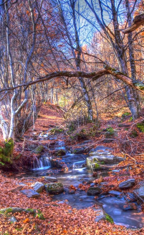 Arroyos entre las hojas