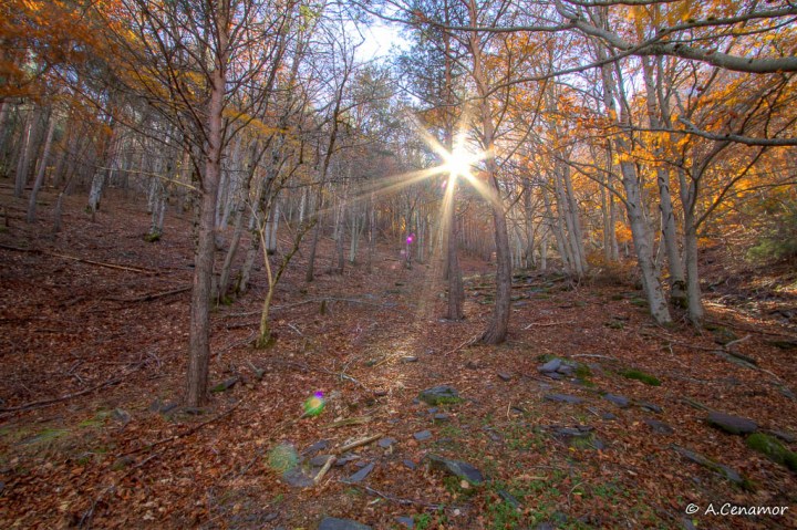 Luz entre las hayas II