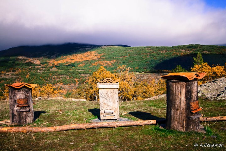 Colmenas en Ayllón