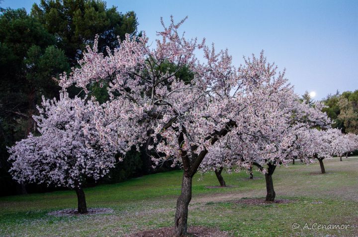 Jardín de almendros