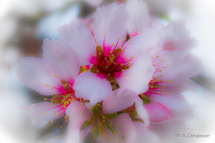 Flores de almendro