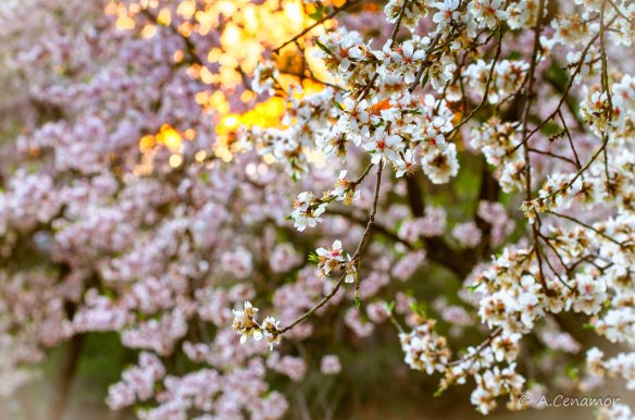 Flores de almendro mosaico