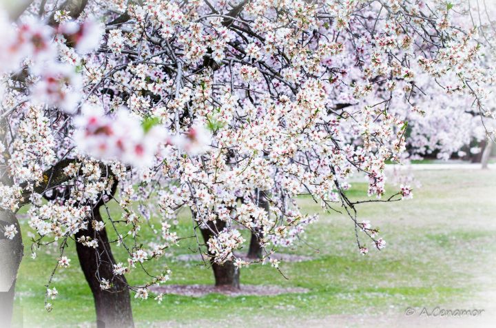 Jardín de almendros II