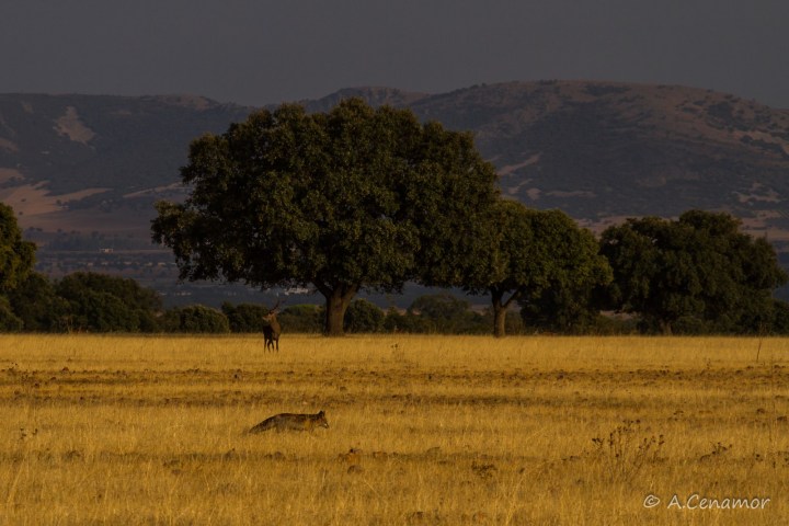 Zorro y Ciervo Cabañeros