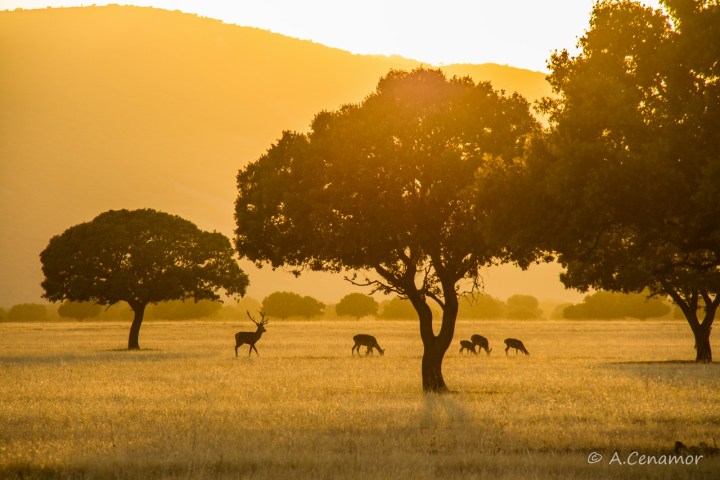 Raña: Serengueti Español I