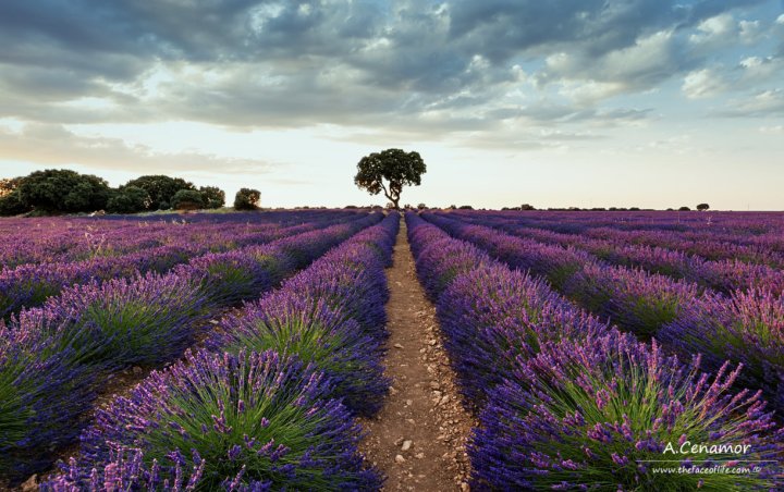 Lavender fields