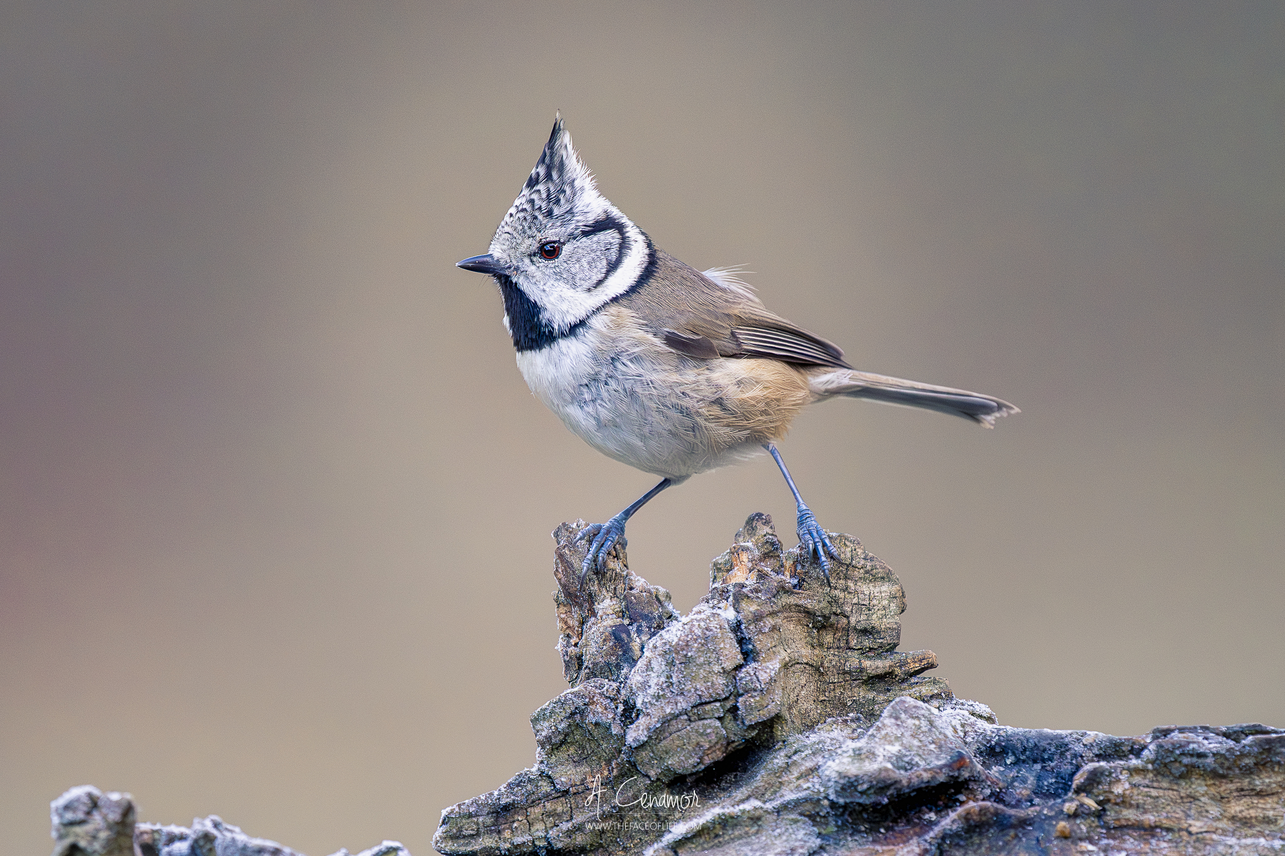 Herrerillo capuchino