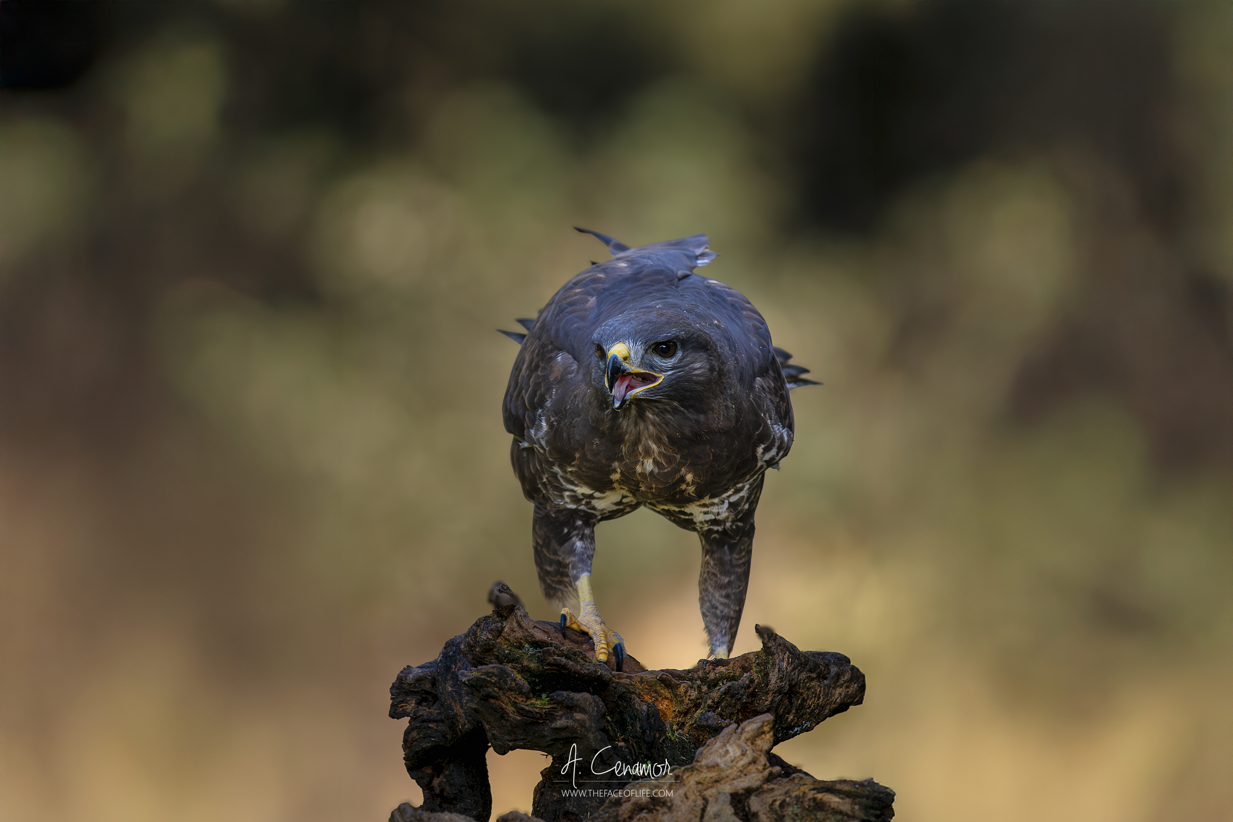 Con las primeras luces