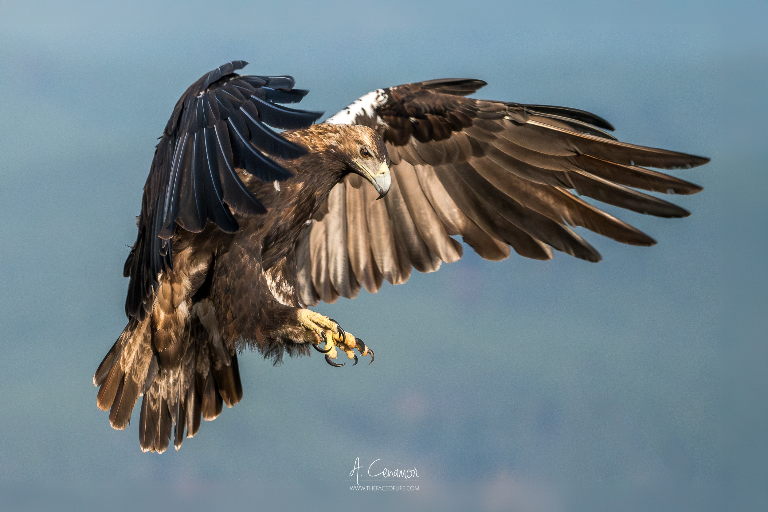 Águila imperial aterrizando