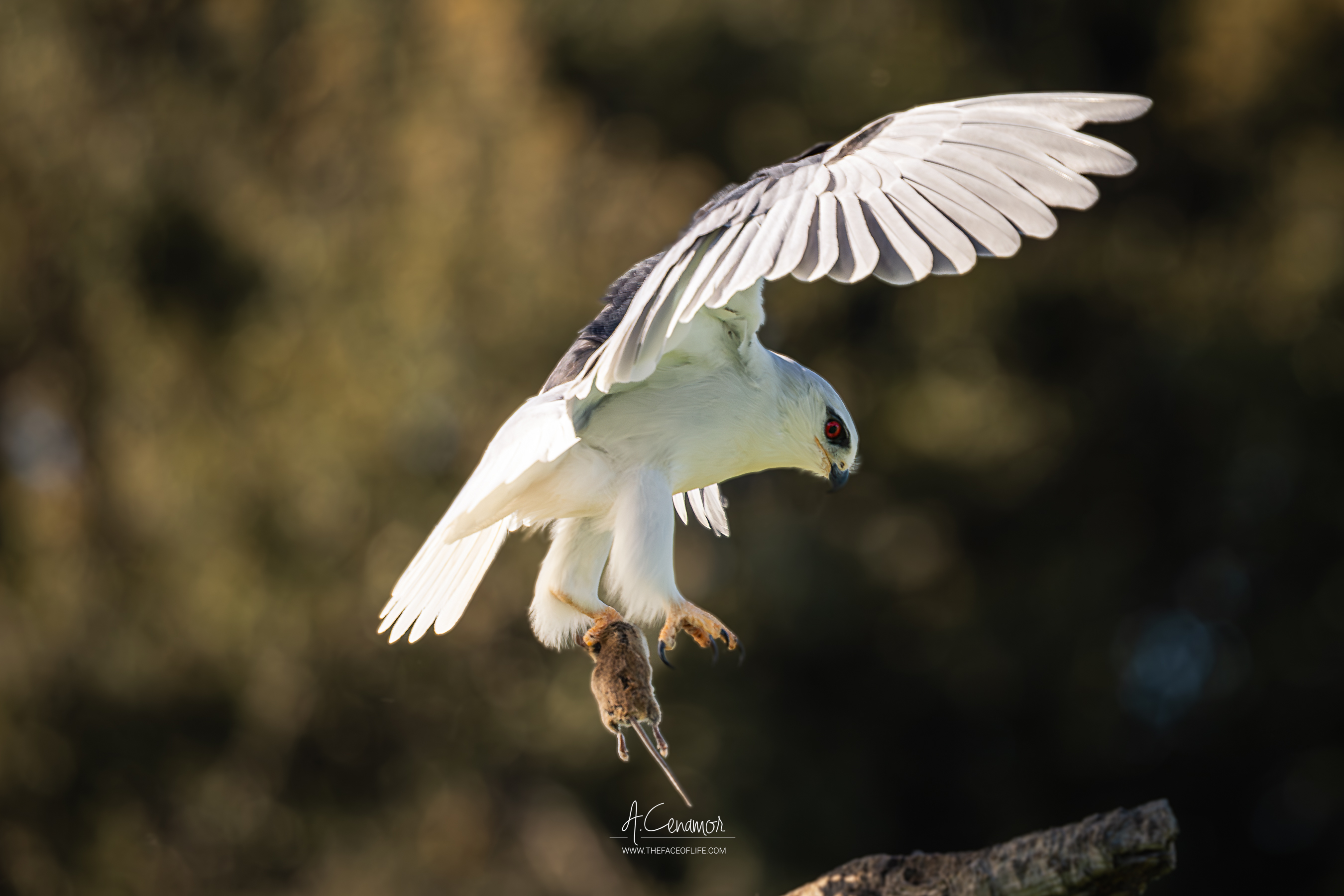 Elanio azul con ratón