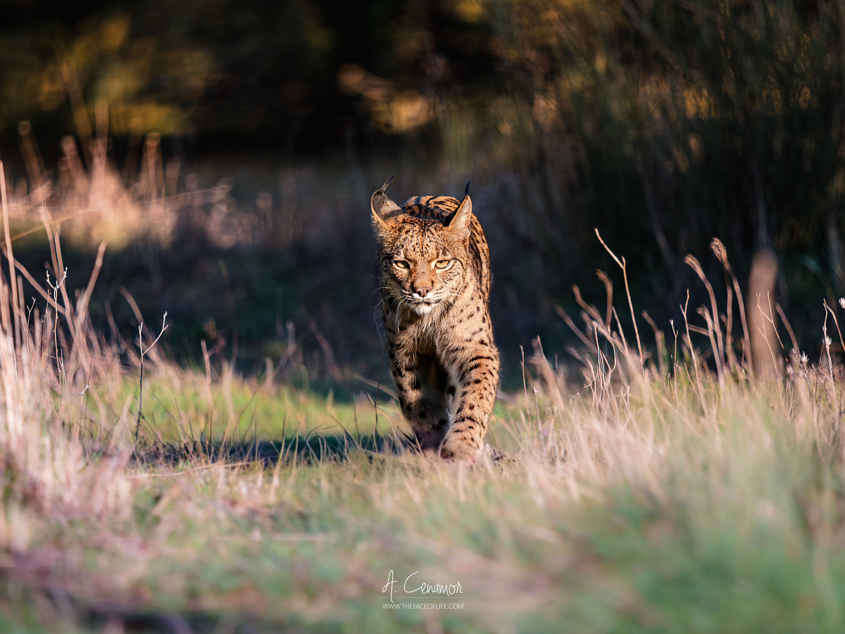Lince joven