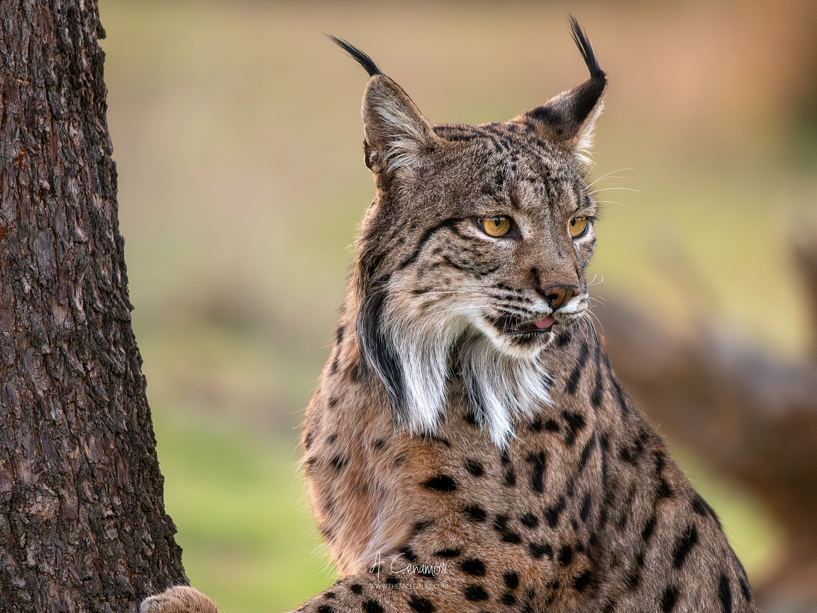 Lince adulto