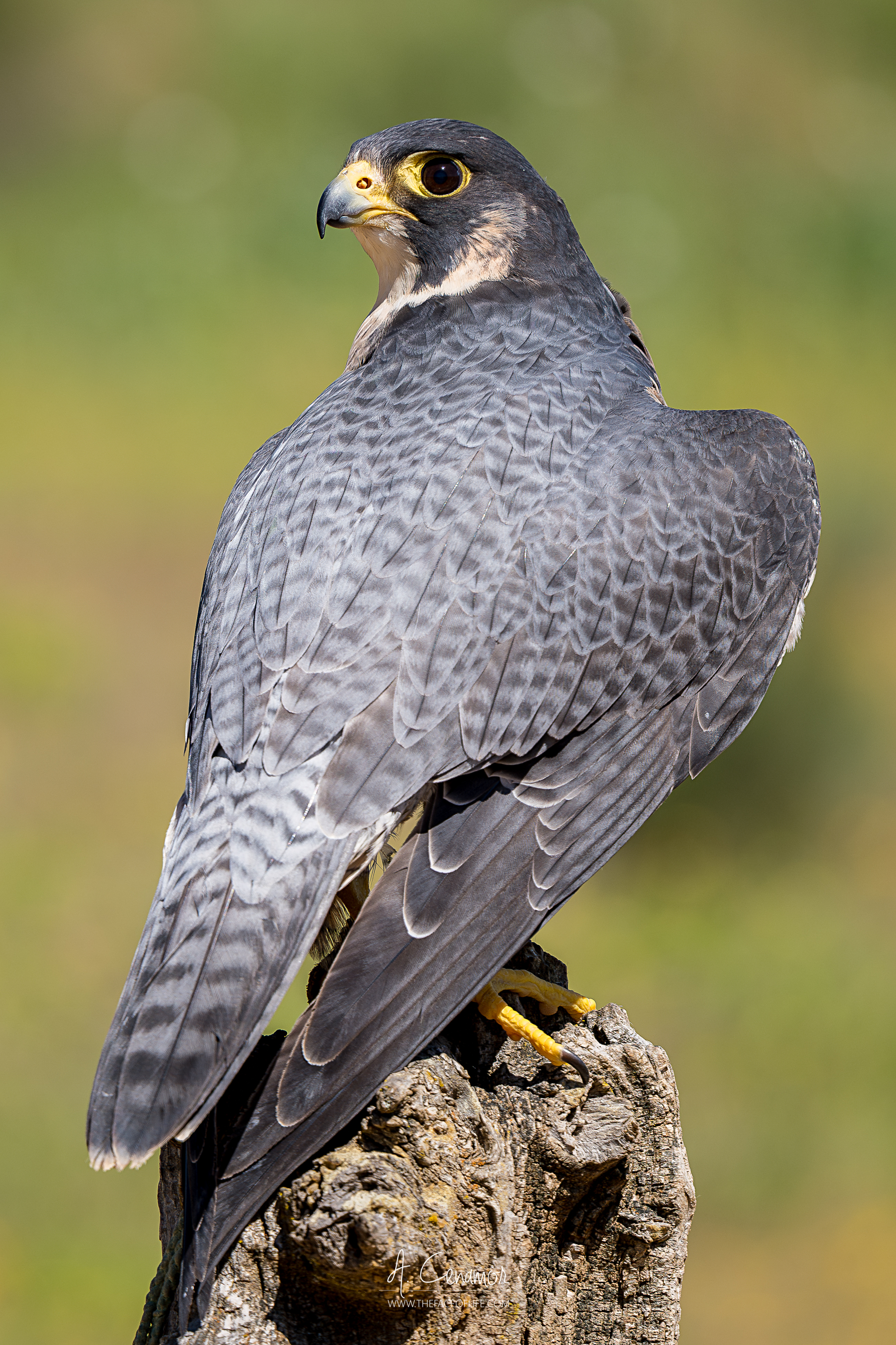 Alcón peregrino III