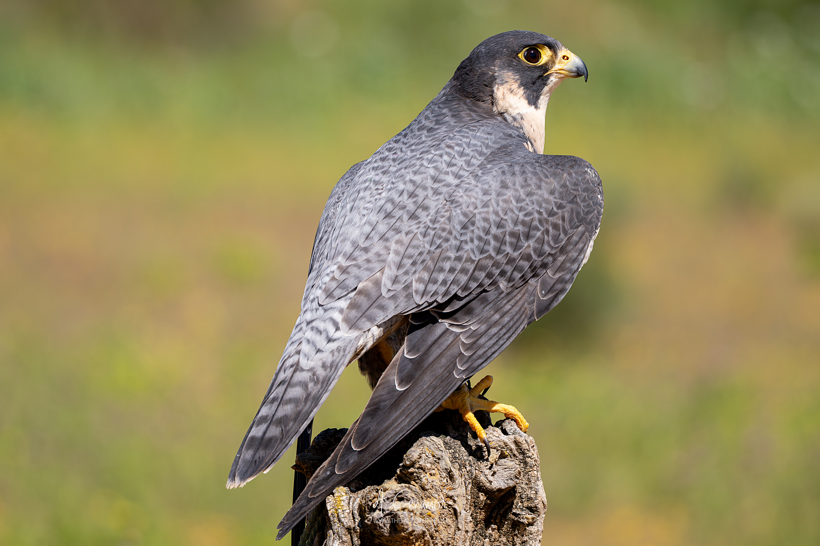 Alcón peregrino I