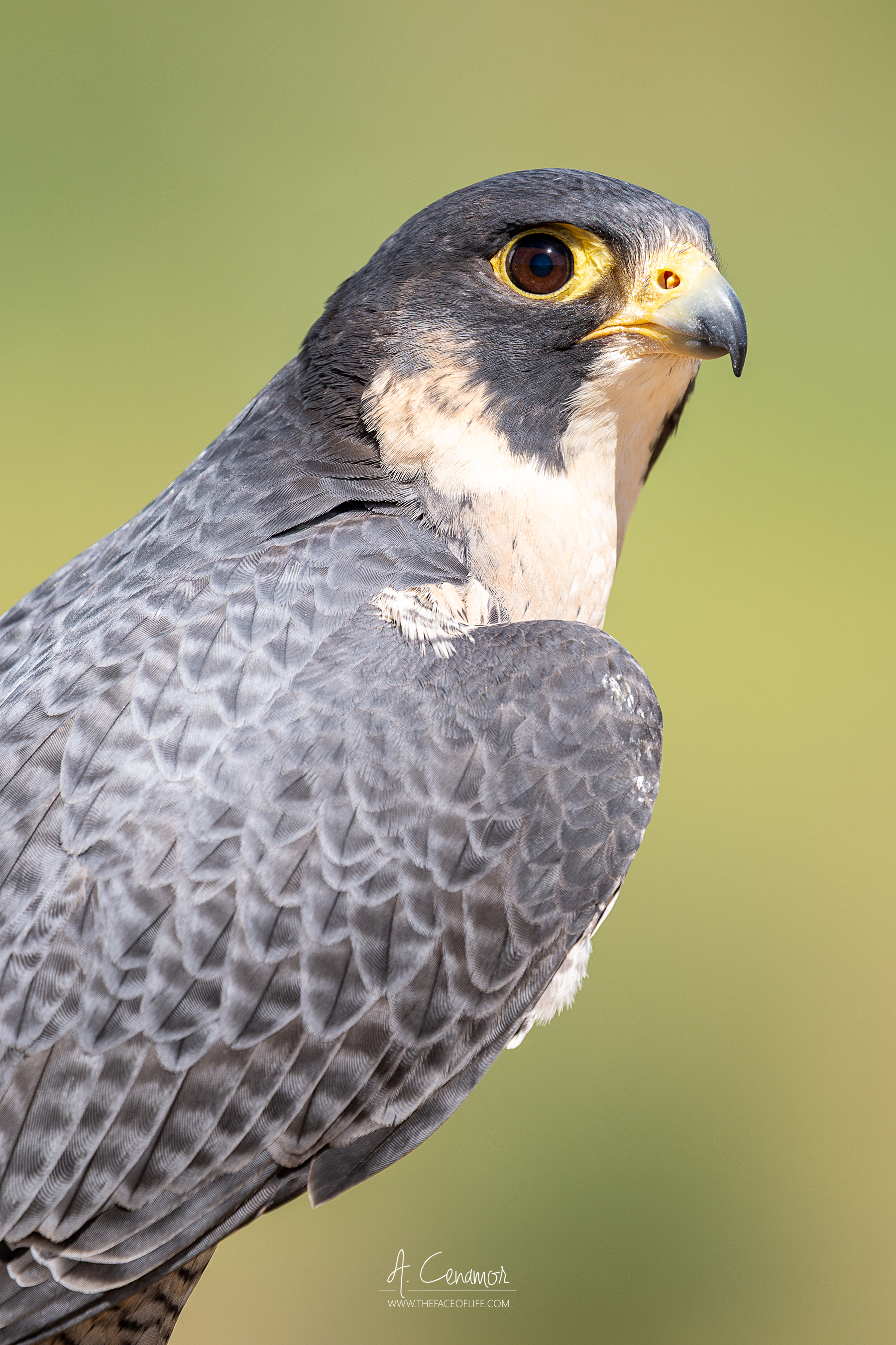 Alcón peregrino II