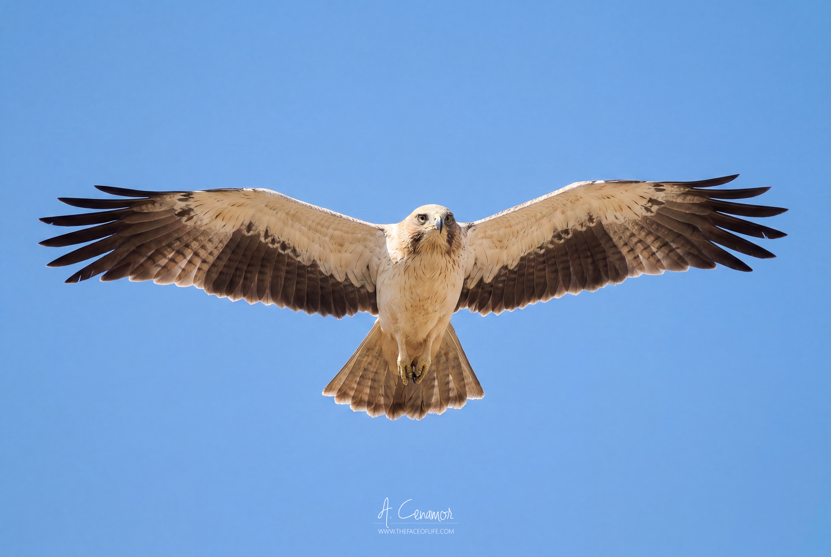 Águila calzada en vuelo
