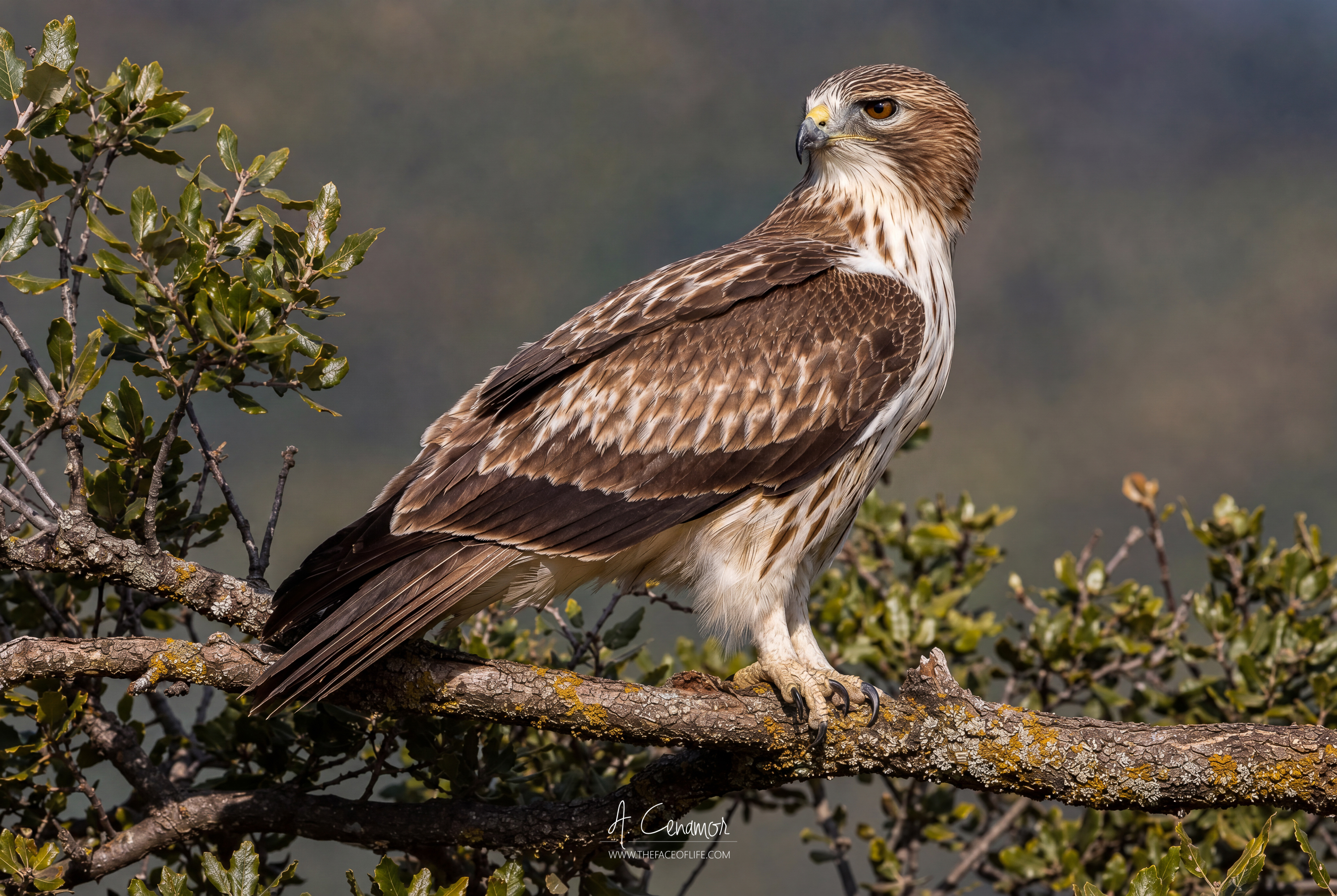 Águila Calzada