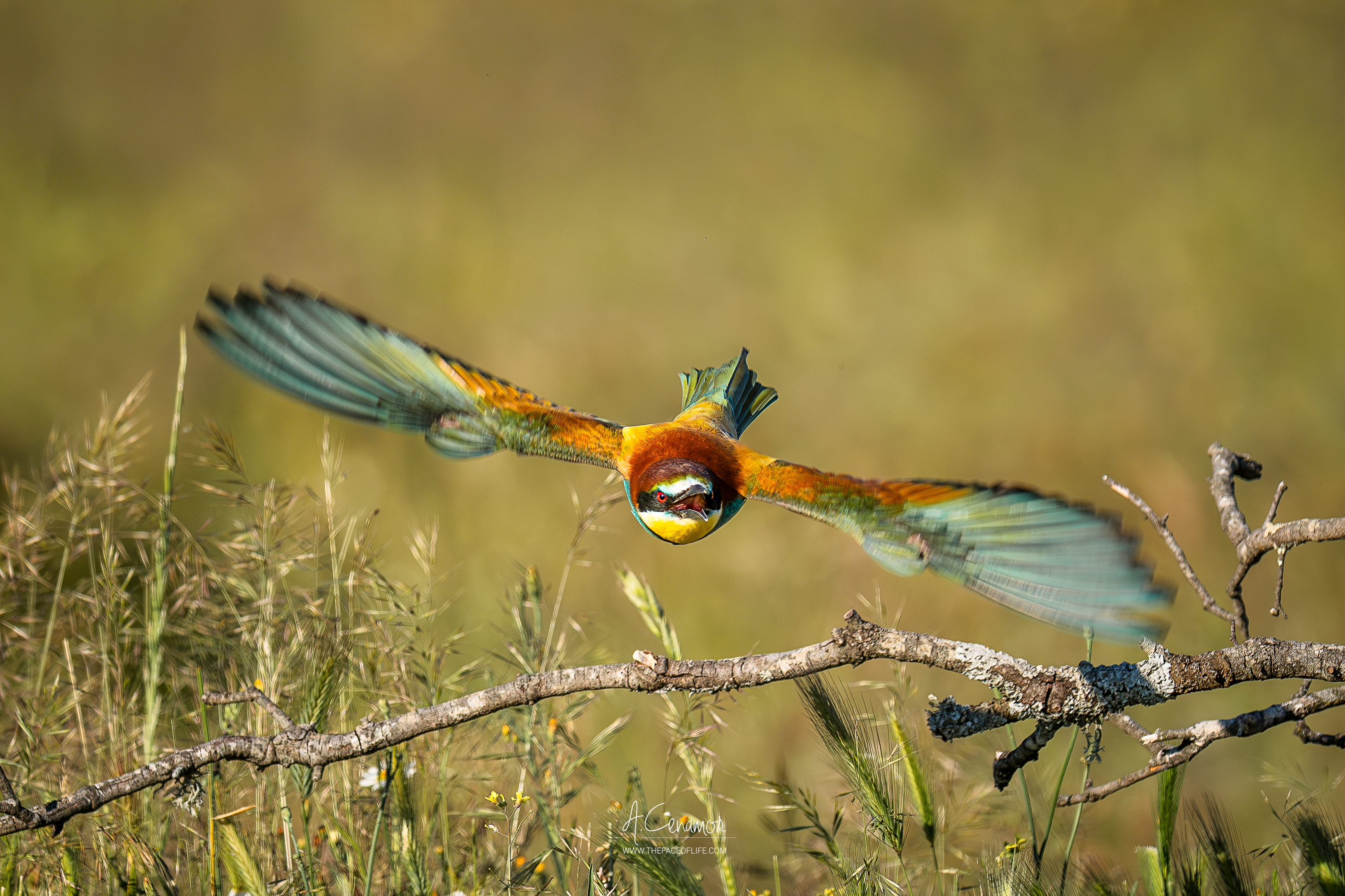 Abejarruco vuelo