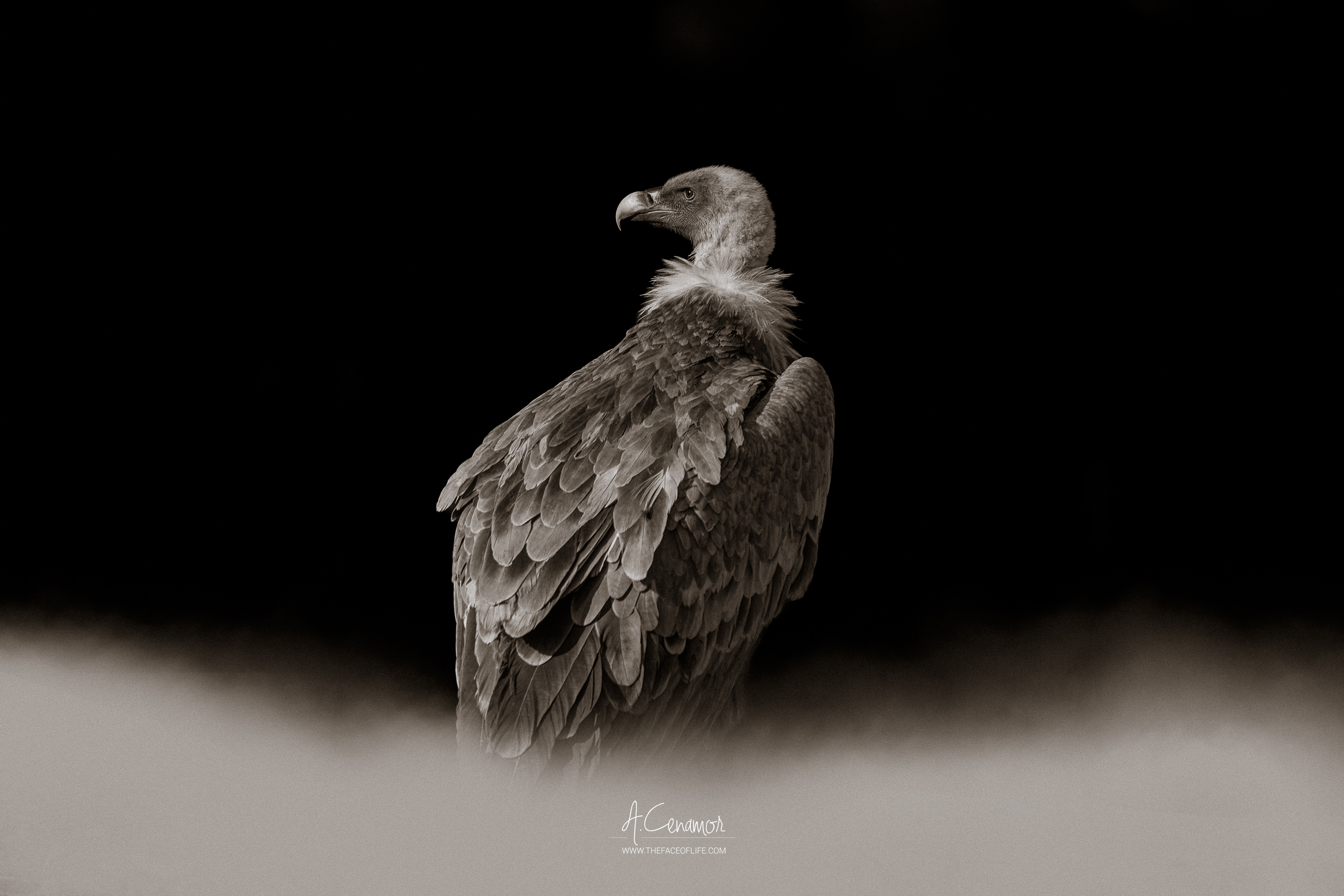 Buitre leonado contraluz con niebla