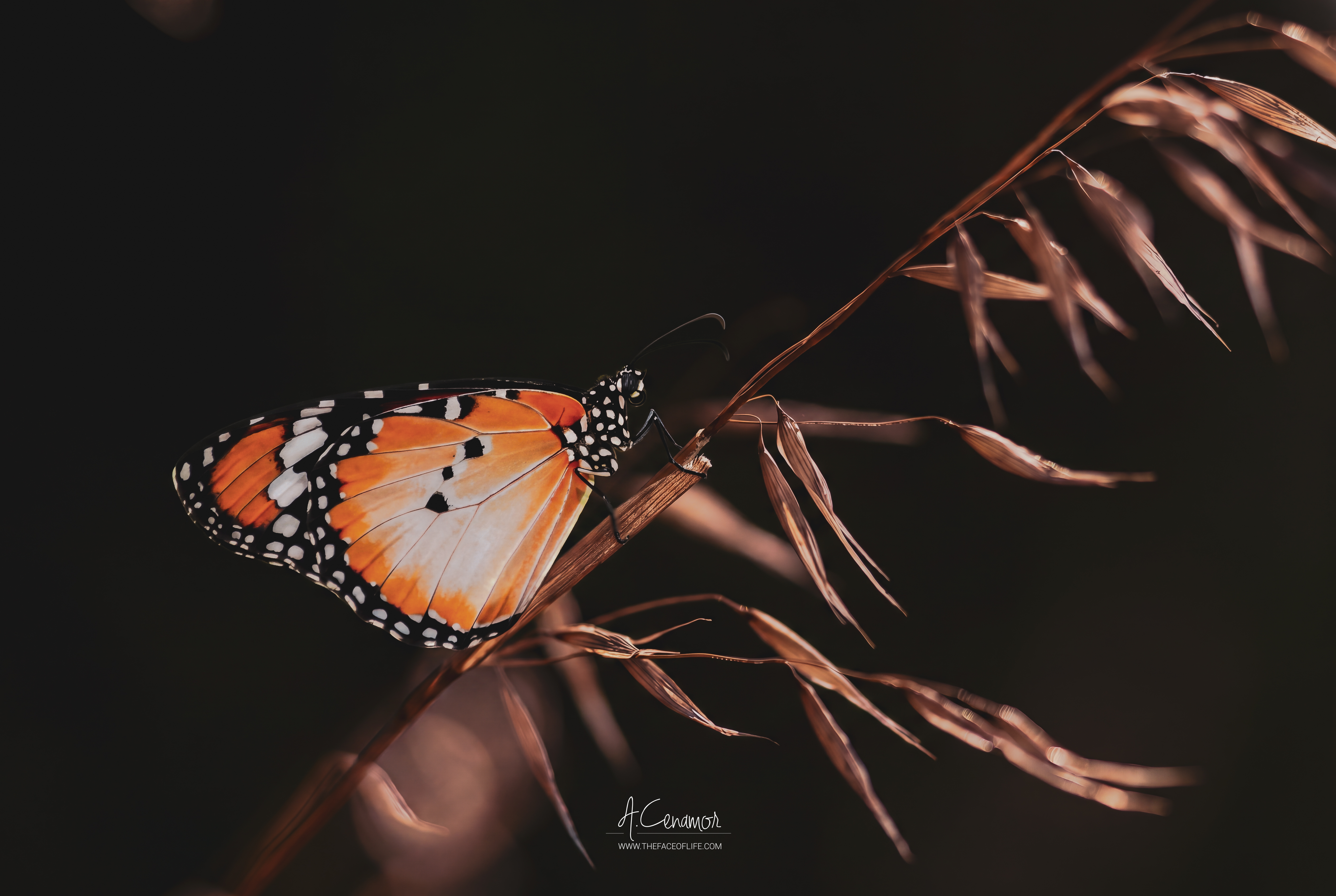 Mariposa tigre