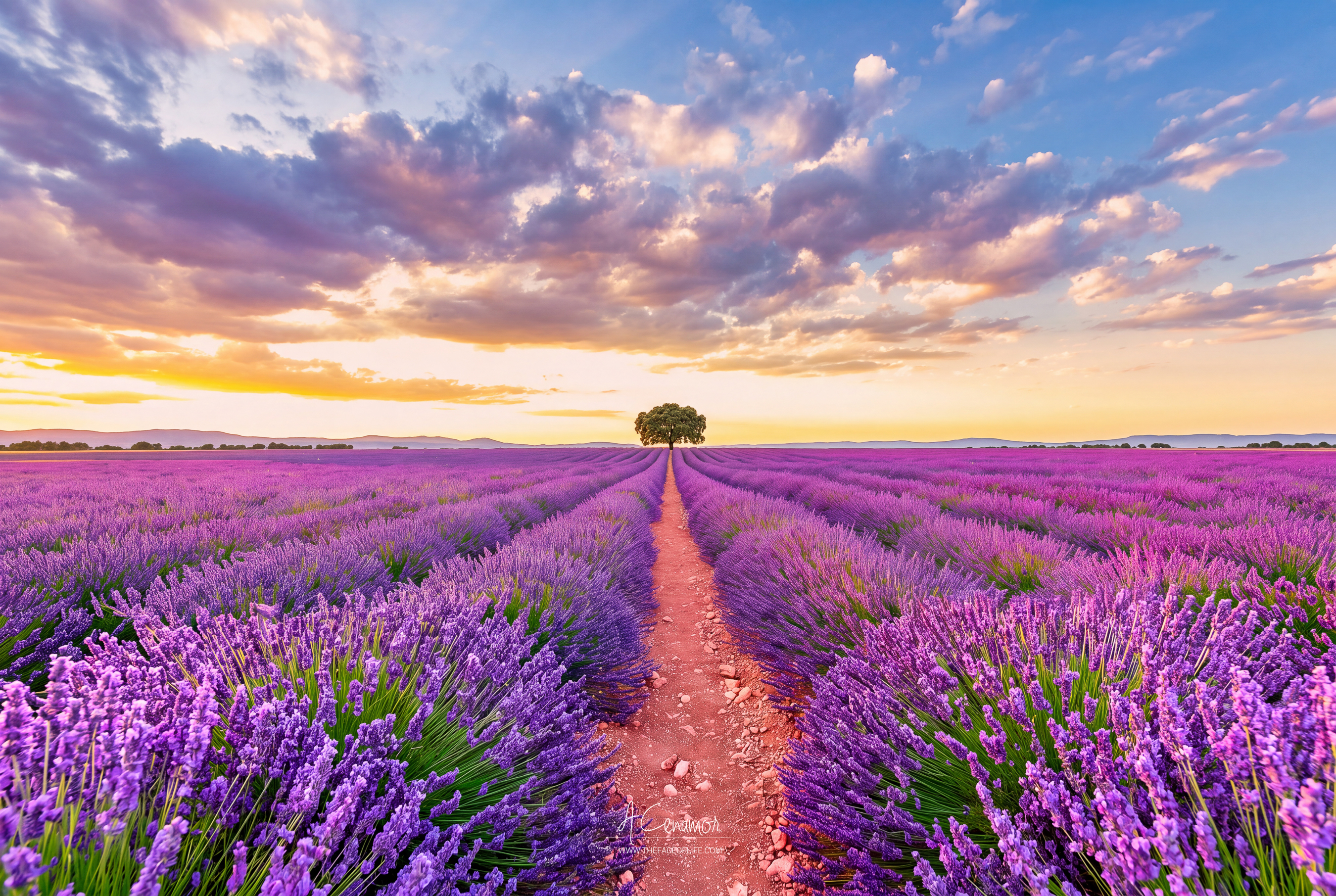 Lavender fields, campo de lavanda