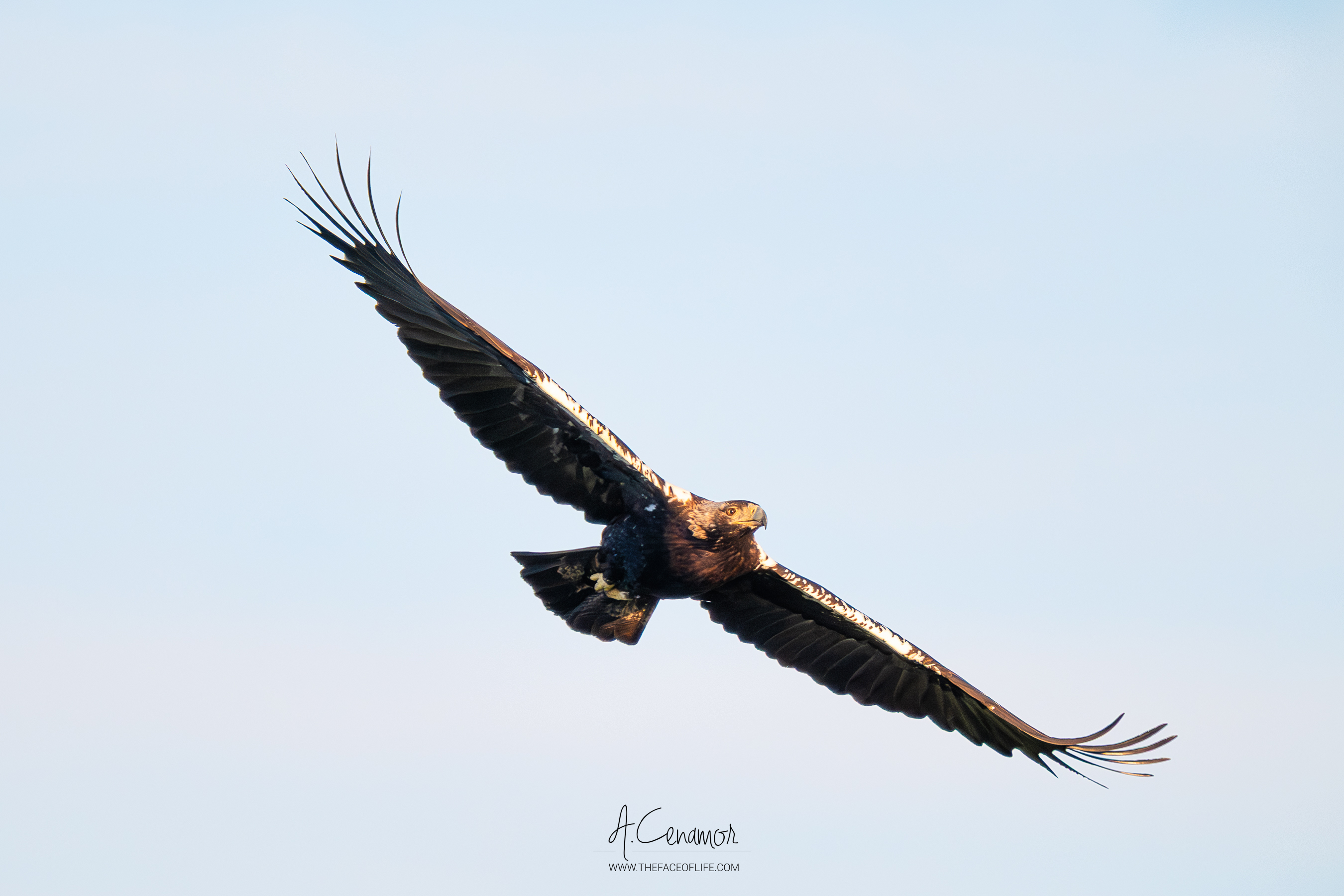 Aquila Adalbertis