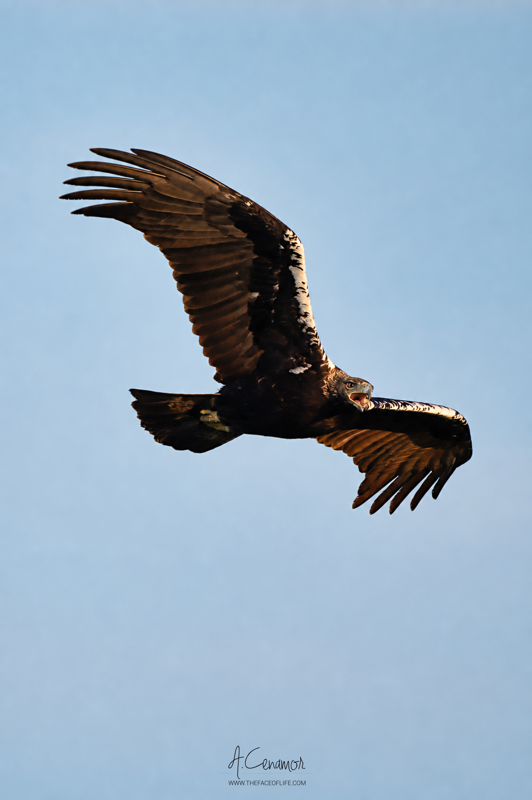 Aquila Adalbertis