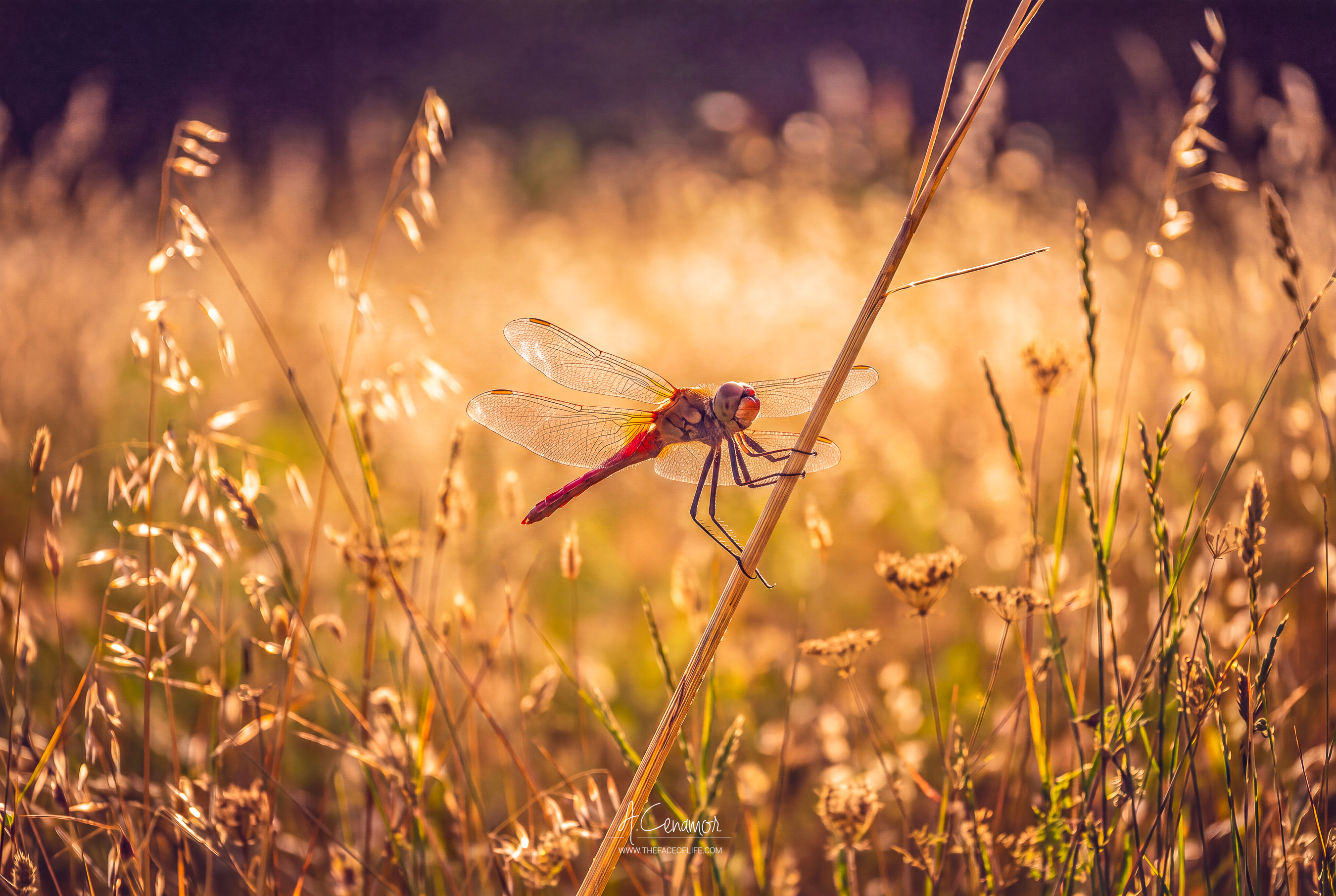 Little things at sunset, libélula